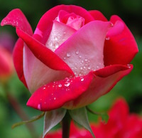 Rochester obituaries red rose