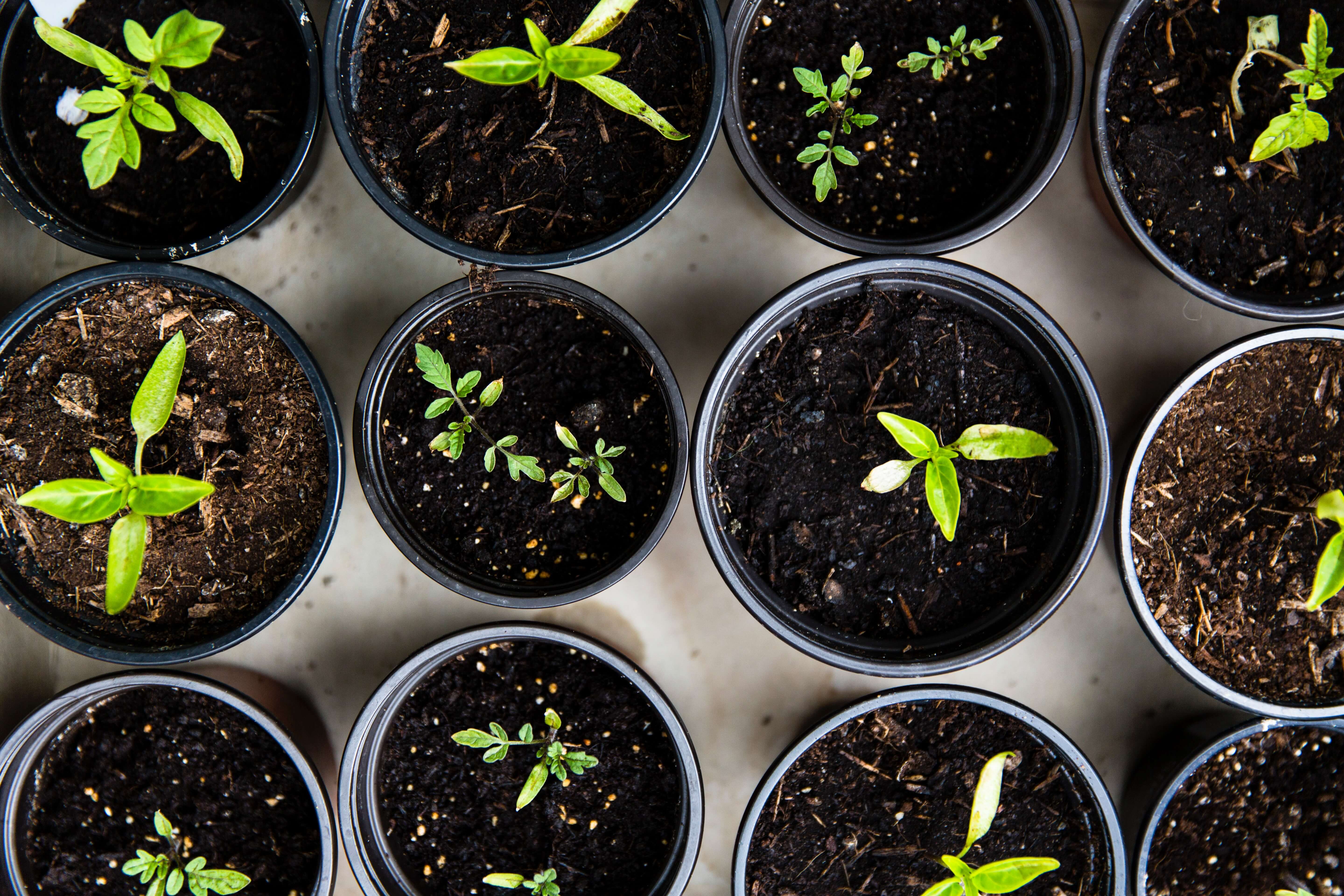 what is a celebration of life - plants